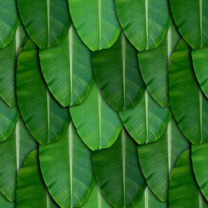 Banana Leaf Backdrop